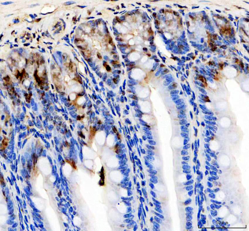 pa2211 klf4 primary antibodies ihc testing 2