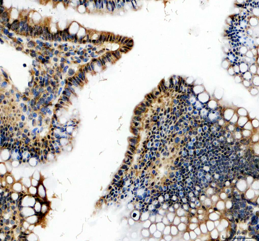 pa2211 klf4 primary antibodies ihc testing 3