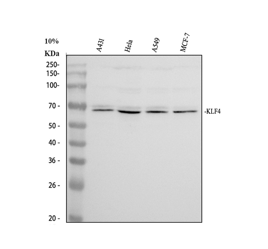 pa2211 klf4 primary antibodies wb testing 1