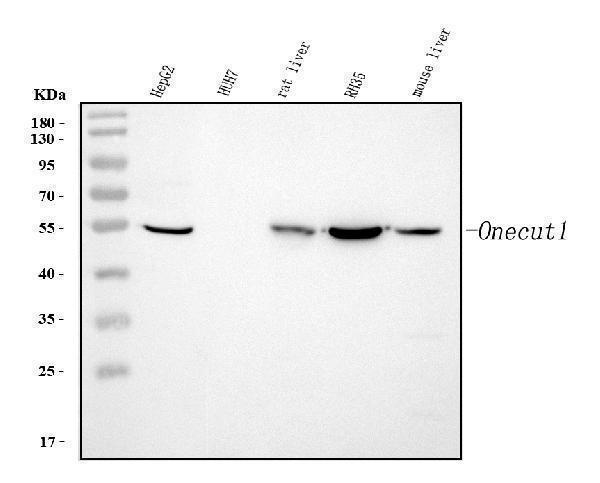  Western blot analysis of ONECUT1 using anti-ONECUT1 antibody (PA2214)