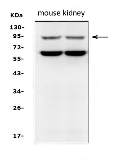 Figure 4. Western blot analysis of SLC9A2 using anti-SLC9A2 antibody (PA2219). Electrophoresis was performed on a 5-20% SDS-PAGE gel at 70V (Stacking gel) / 90V (Resolving gel) for 2-3 hours. The sample well of each lane was loaded with 50ug of sample under reducing conditions. Lane 1: mouse kidney tissue lysates, Lane 2: mouse kidney tissue lysates. After Electrophoresis, proteins were transferred to a Nitrocellulose membrane at 150mA for 50-90 minutes. Blocked the membrane with 5% Non-fat Milk/ TBS for 1.5 hour at RT. The membrane was incubated with rabbit anti-SLC9A2 antigen affinity purified polyclonal antibody (Catalog # PA2219) at 0.5 microg/mL overnight at 4°C, then washed with TBS-0.1%Tween 3 times with 5 minutes each and probed with a goat anti-rabbit IgG-HRP secondary antibody at a dilution of 1:10000 for 1.5 hour at RT. The signal is developed using an Enhanced Chemiluminescent detection (ECL) kit (Catalog # EK1002) with Tanon 5200 system. A specific band was detected for SLC9A2 at approximately 91KD. The expected band size for SLC9A2 is at 91KD.