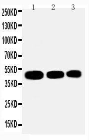 Anti-Ihh/Indian Hedgehog Antibody PA2225