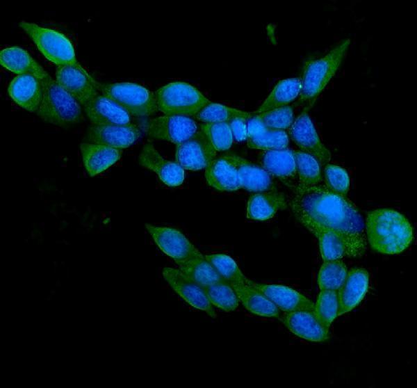 pa2232 aifm1 primary antibodies if testing 4