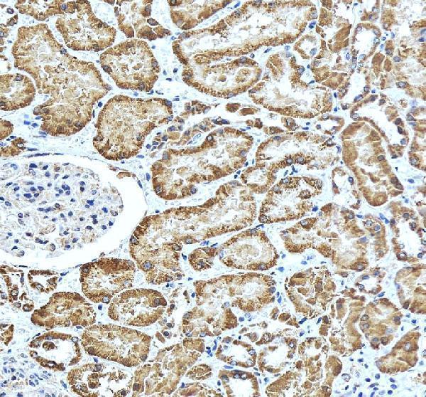 pa2232 aifm1 primary antibodies ihc testing 4