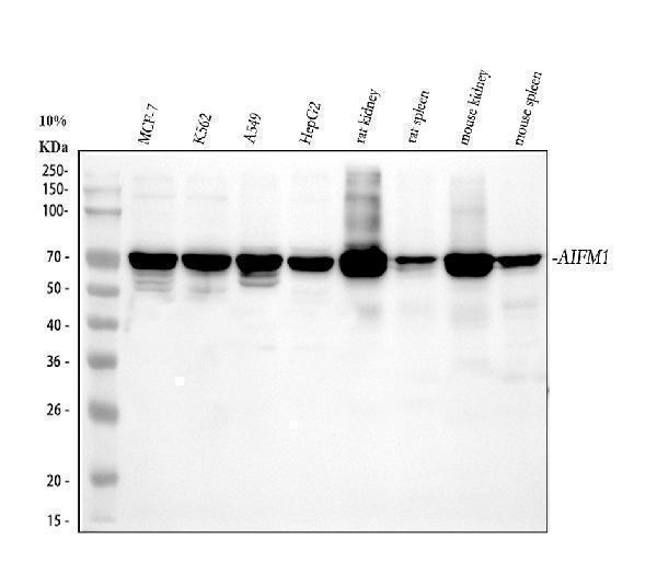 pa2232 aifm1 primary antibodies wb testing 1