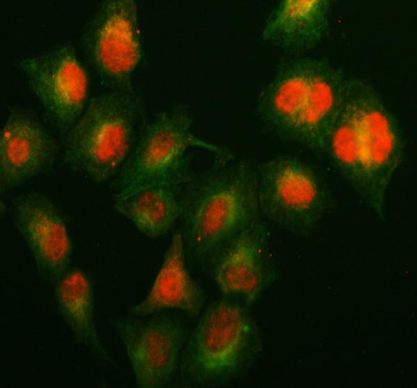 pa2238 kin primary antibodies if testing 1