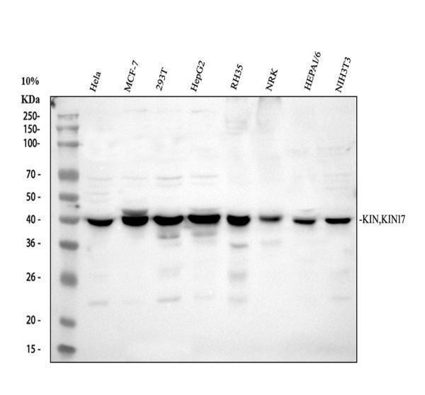 pa2238 kin primary antibodies wb testing 1