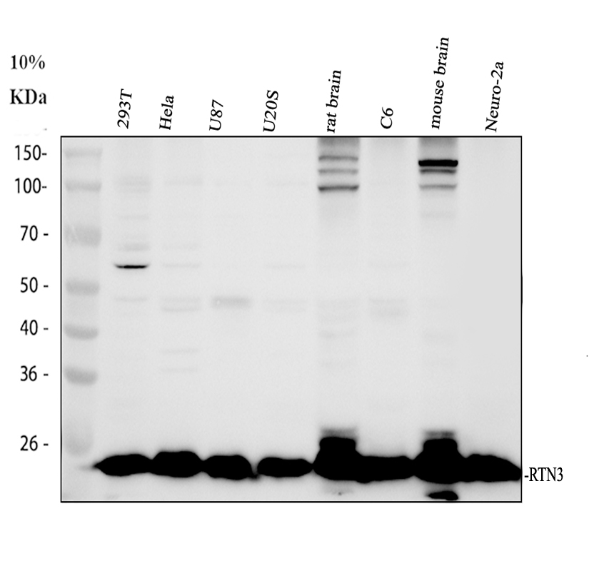 pa2256 rtn3 primary antibodies wb testing 1