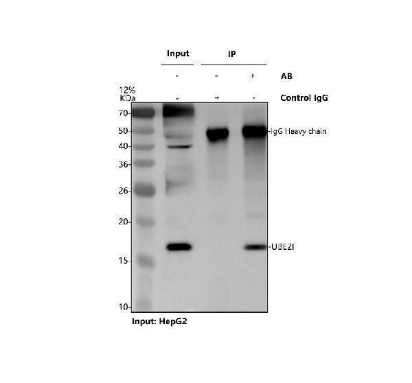 pa2258 ube2i primary antibodies ip testing 1