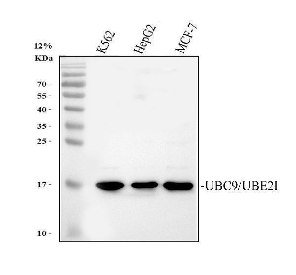 pa2258 ube2i primary antibodies wb testing 1