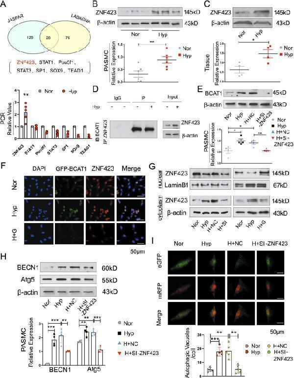 pa2260 41419_2020_2930_fig5_html
