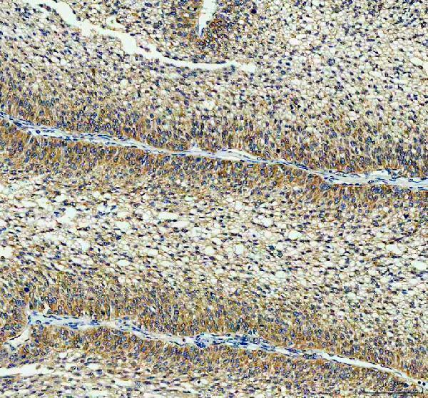 pa2260 atg5 primary antibodies ihc testing 1