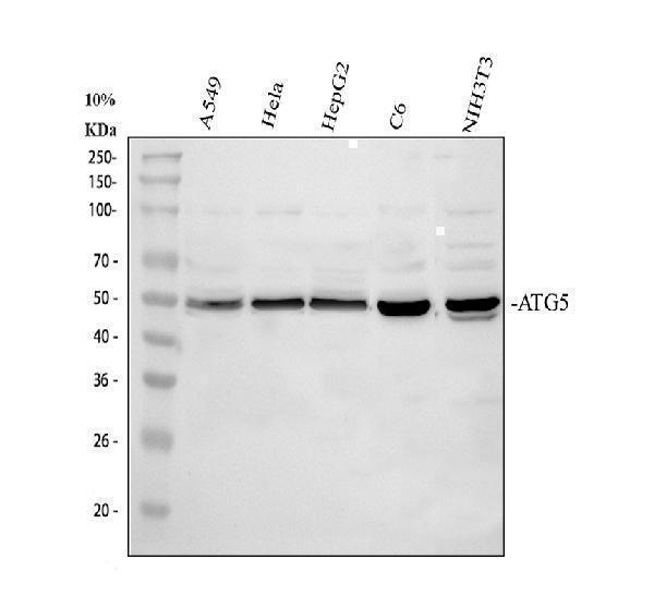 pa2260 atg5 primary antibodies wb testing 1_1