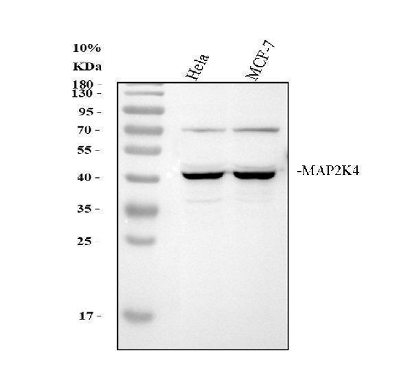 pa2275 map2k4 primary antibodies wb testing 1