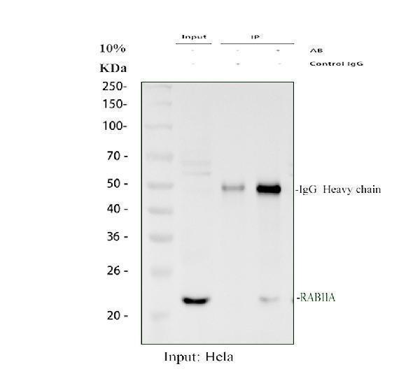 pa2282 rab11a primary antibodies wb testing 1