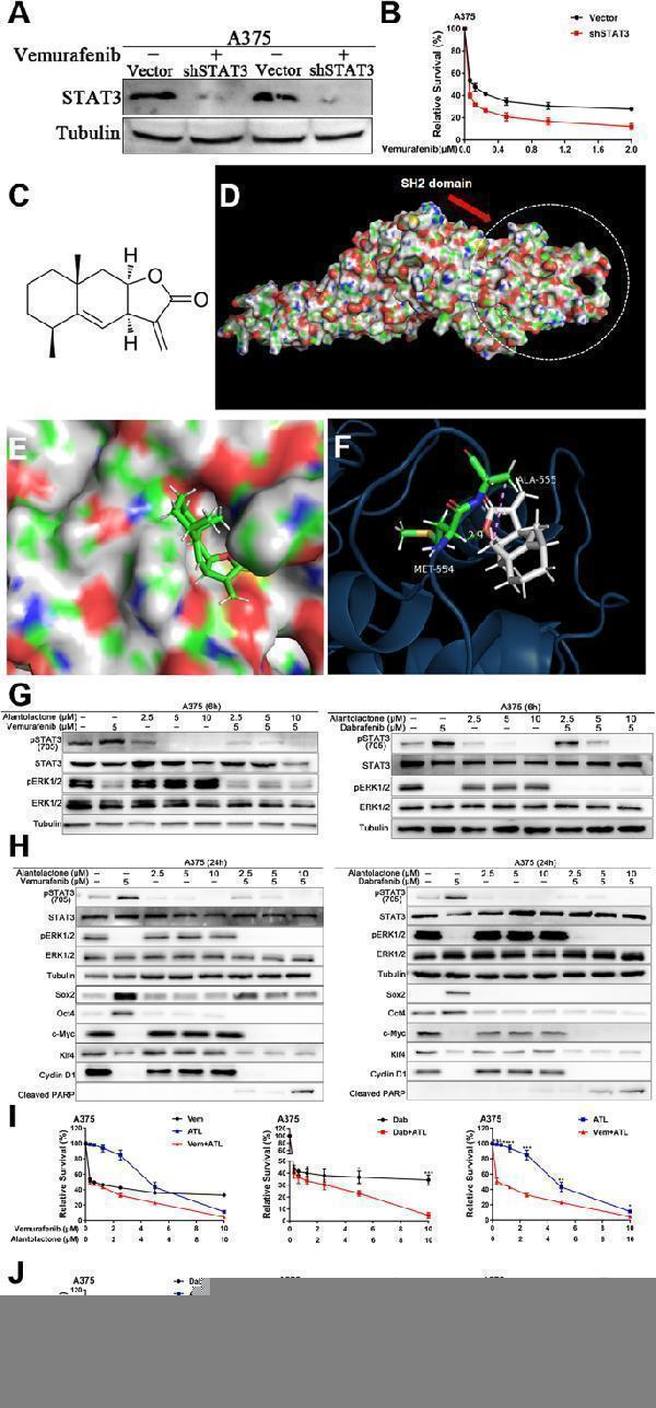 Alantolactone suppressed STAT3 feedback activation induced by BRAFi, downregulating protein expression of Oct4 and Sox2 in A375 cells