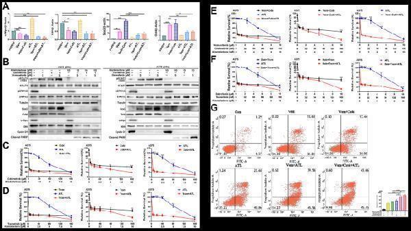 The combination of alantolactone and MAPKi simultaneously inhibited the STAT3 and BRAF/MEK/ERK pathways, regulating the expression level of downstream effectors in A375 cells