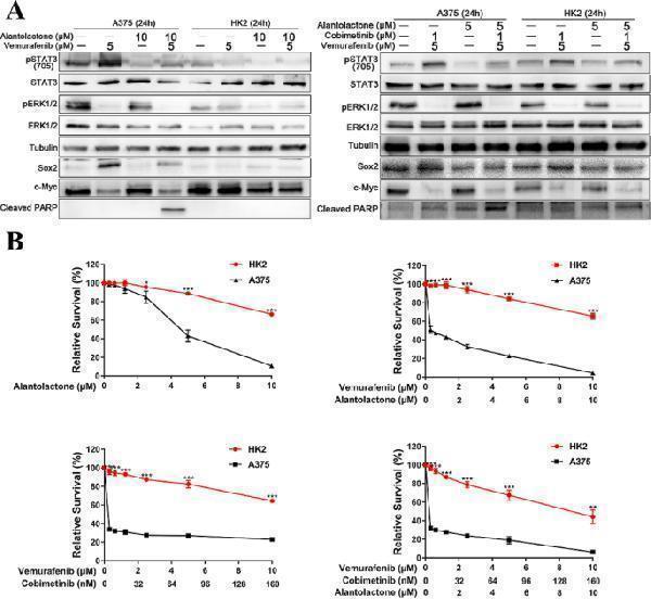 Combined treatment with alantolactone and MAPK pathway inhibitors showed highly selective cytotoxic effects on A375 cells, but had no obvious cytotoxicity on renal tubular epithelial cells