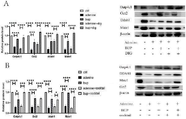The protein expression of Oatp4c1, Oct2, Ddah1and Mate1 in rat kidney