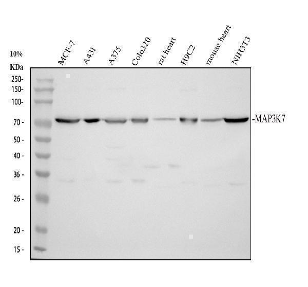 pb10006 tak1 primary antibodies wb testing 1_1