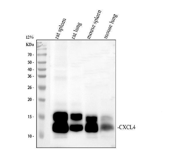 pb10011 pf4 primary antibodies wb testing 1