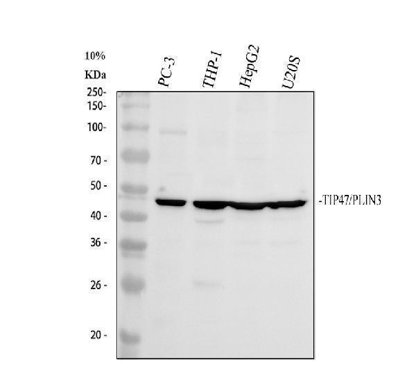 pb10013 plin3 primary antibodies wb testing 1