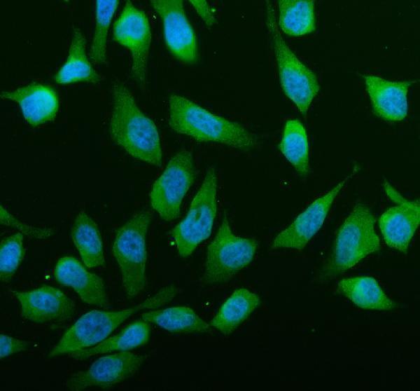  IF analysis of ABCE1 using anti-ABCE1 antibody (PB10020)