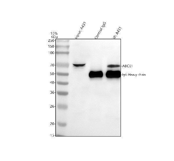  Immunoprecipitating ABCE1 in A431 whole cell lysate