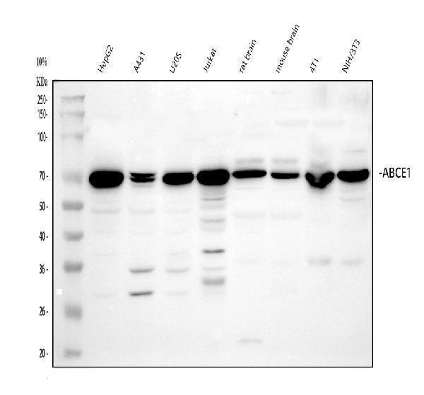  Western blot analysis of ABCE1 using anti-ABCE1 antibody (PB10020)