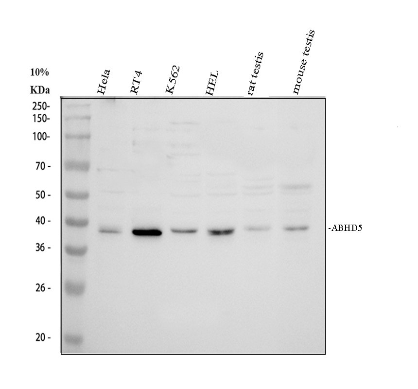 pb10021 abhd5 primary antibodies wb testing 1