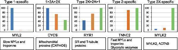 Major patterns of protein distribution according to fiber type in human skeletal muscle