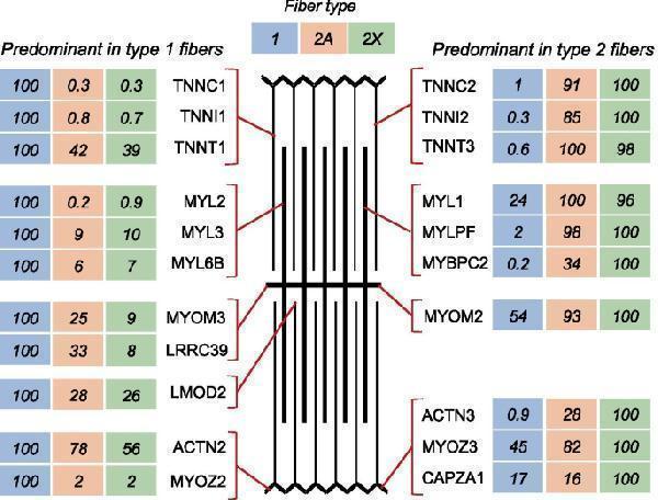 Myofibrillar proteins: fiber type distribution of representative proteins