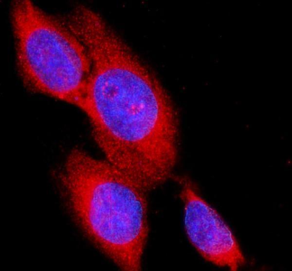 pb10027 acvr2a primary antibodies if testing 1