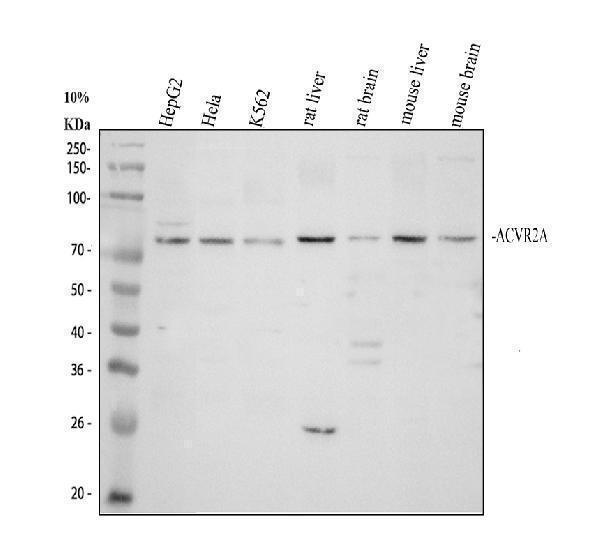 pb10027 acvr2a primary antibodies wb testing 1
