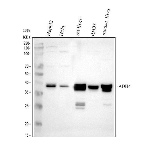 Western blot analysis of PADH4 using anti-ADH4 antibody (PB10030)