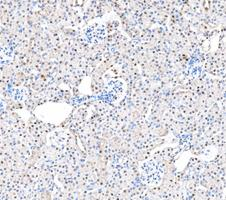 pb10031 adk primary antibodies ihc testing 4