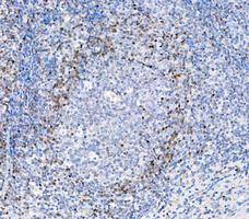 pb10031 adk primary antibodies ihc testing 6
