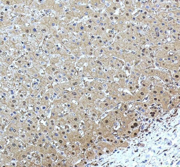 pb10031 adk primary antibodies ihc testing 7