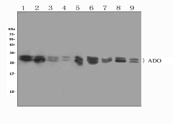 Western blot analysis of ADO using anti-ADO antibody (PB10032). Electrophoresis was performed on a 5-20% SDS-PAGE gel at 70V (Stacking gel) / 90V (Resolving gel) for 2-3 hours. The sample well of each lane was loaded with 50ug of sample under reducing conditions. Lane 1: rat brain tissue lysates, Lane 2: rat testicular tissue lysates, Lane 3: rat spleen tissue lysates, Lane 4: human MCF-7 whole cell lysates, Lane 5: human SW620 whole cell lysates, Lane 6: mouse spleen tissue lysates, Lane 7: mouse heart tissue lysates, Lane 8: mouse HEPA1-6 whole cell lysates, Lane 9: mouse SP2/0 whole cell lysates, After Electrophoresis, proteins were transferred to a Nitrocellulose membrane at 150mA for 50-90 minutes. Blocked the membrane with 5% Non-fat Milk/ TBS for 1.5 hour at RT. The membrane was incubated with rabbit anti-ADO antigen affinity purified polyclonal antibody (Catalog # PB10032) at 0.5 μg/mL overnight at 4°C, then washed with TBS-0.1%Tween 3 times with 5 minutes each and probed with a goat anti-rabbit IgG-HRP secondary antibody at a dilution of 1:10000 for 1.5 hour at RT. The signal is developed using an Enhanced Chemiluminescent detection (ECL) kit (Catalog # EK1002) with Tanon 5200 system. A specific band was detected for ADO at approximately 28,30KD. The expected band size for ADO is at 30KD.