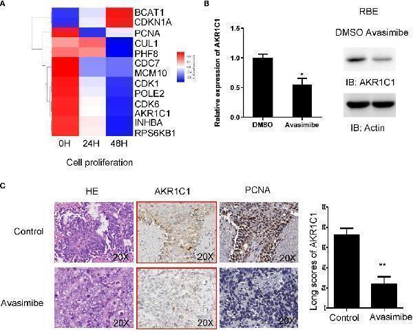 cDNA array analysis identified AKR1C1 as a potential target of avasimibe