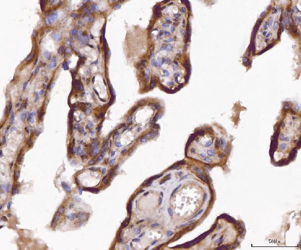 pb10040 aoc1 primary antibodies ihc testing 3