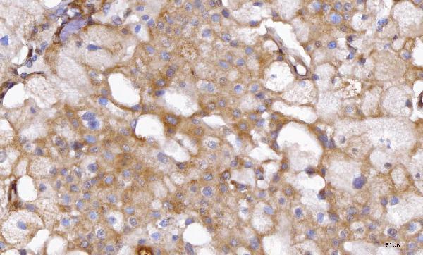 pb10040 aoc1 primary antibodies ihc testing 4