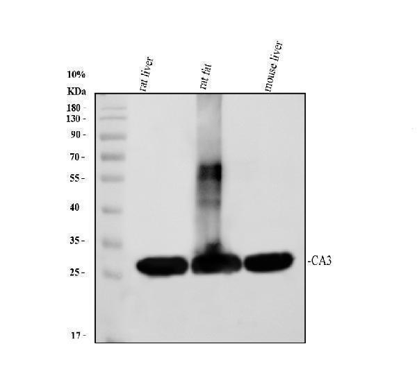 pb10049 ca3 primary antibodies wb testing 1