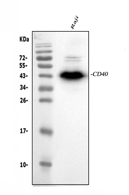 Western blot analysis of CD40/TNFRSF5 using anti-CD40/TNFRSF5 antibody (PB10051).