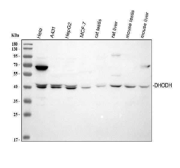 pb10056 dhodh primary antibodies wb testing 1