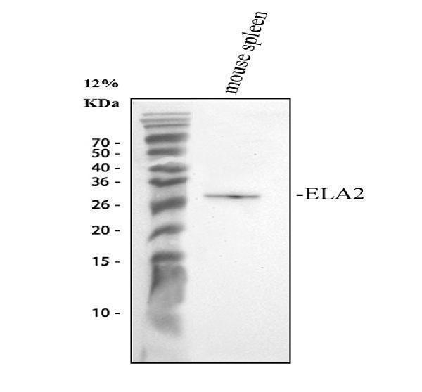 pb10058 ela2 primary antibodies wb testing 1