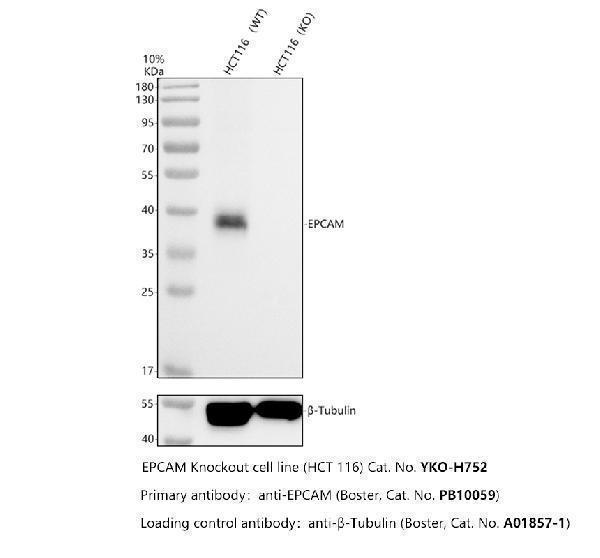 pb10059 epcam primary antibodies wb testing 2