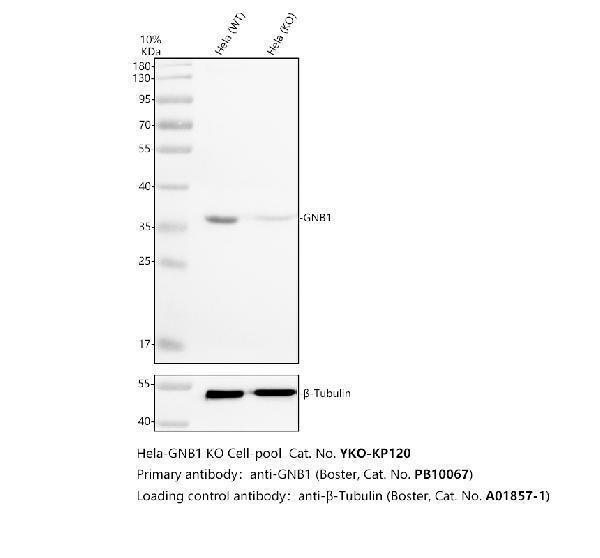 pb10067 gnb1 primary antibodies wb testing 2