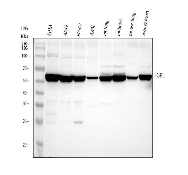 pb10068 gpi primary antibodies wb testing 1