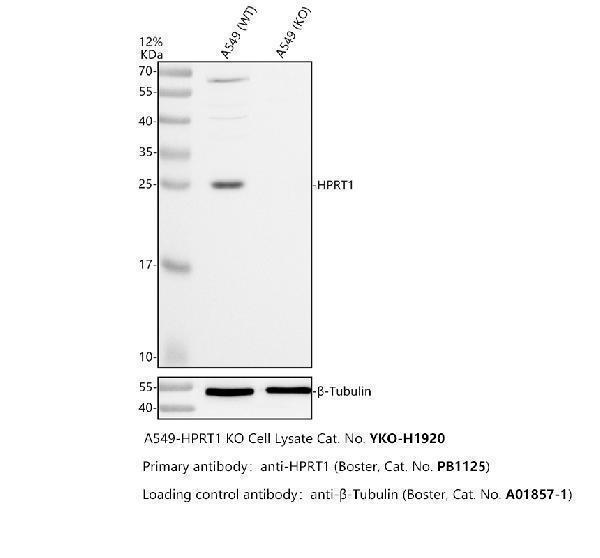 pb10071 hprt1 primary antibodies wb testing 2